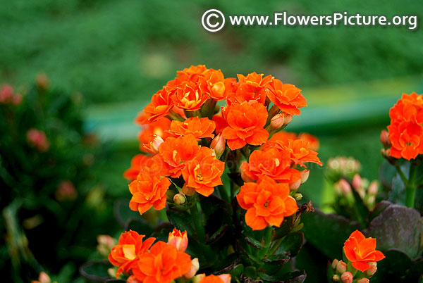 Orange kalanchoe flowers rosebud shape