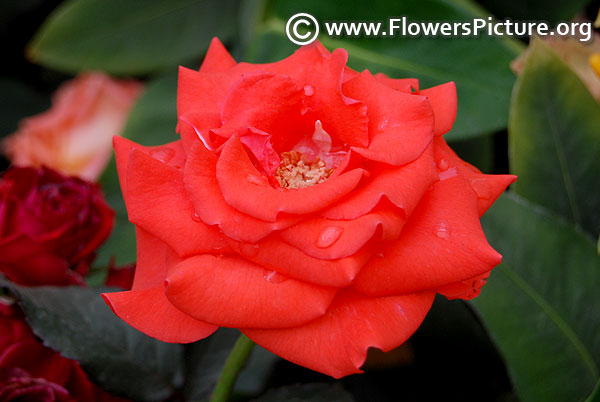 Orange pot miniature rose