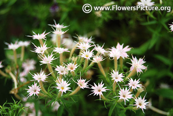 Phlox twinkle star