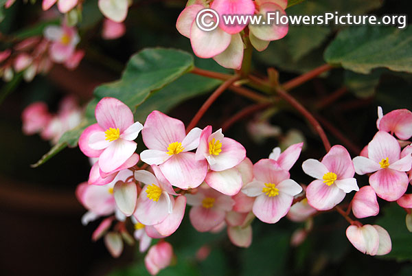 Pink begonia flowers