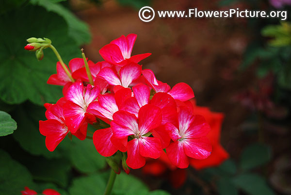 Pink geranium flower