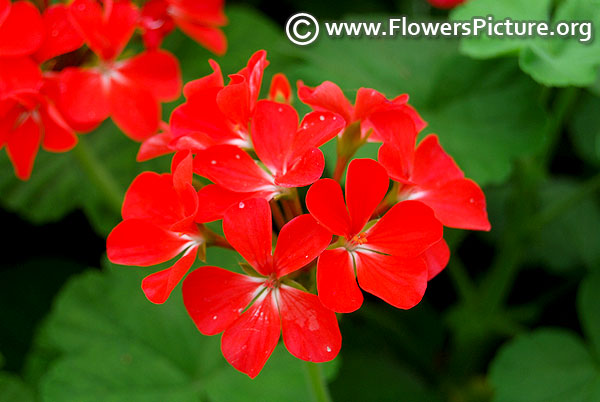 Red geranium flower