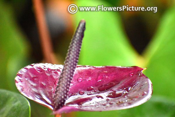 anthurium purple