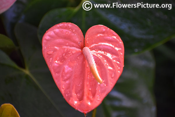 anthurium