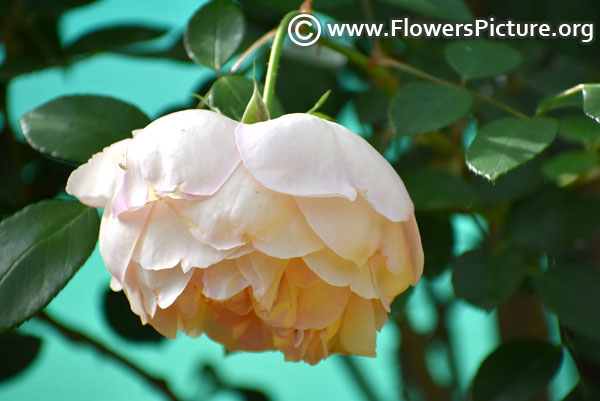 Beige rose flower