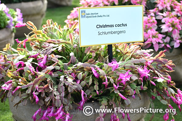 Christmas cactus