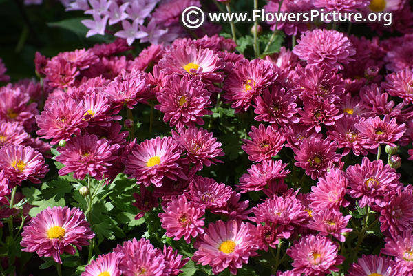 chrysanthemum purple