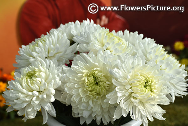 White chrysanthemum 