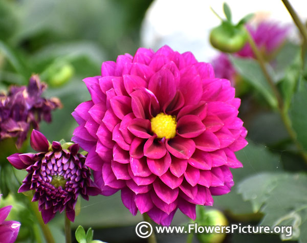 dahlia purple