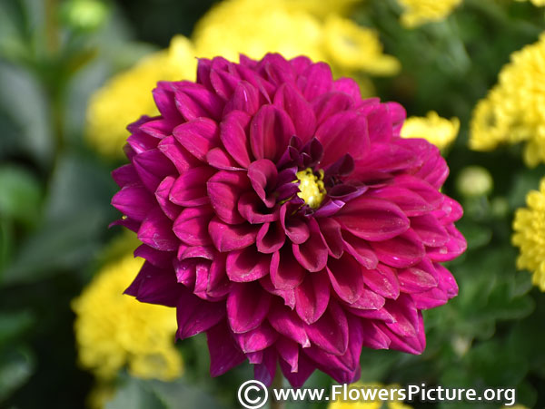 Deep purple dahlia