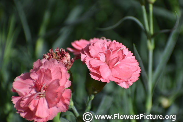 dianthus