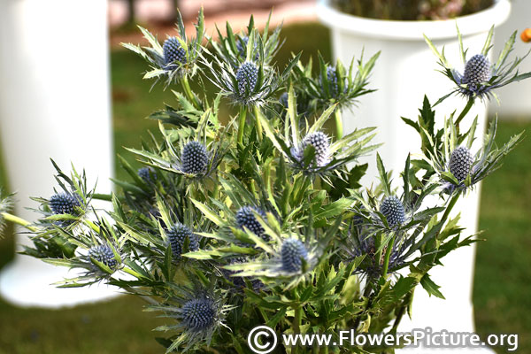 eryngium