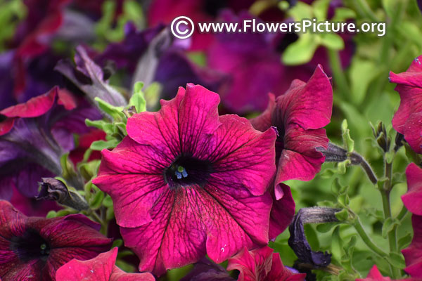 petunia purple