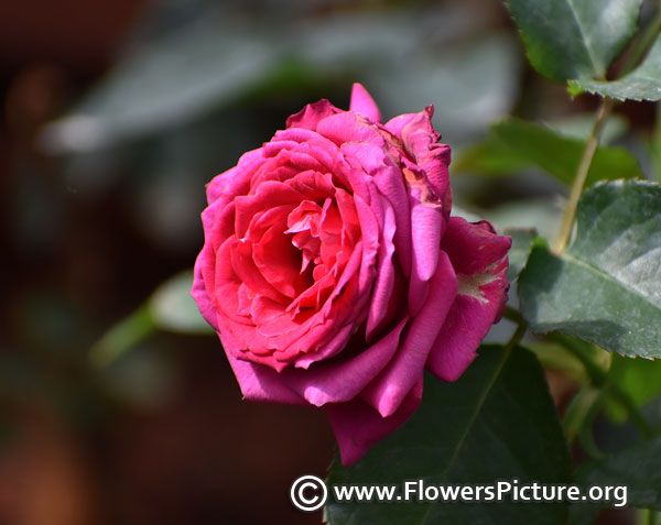 purple red rose