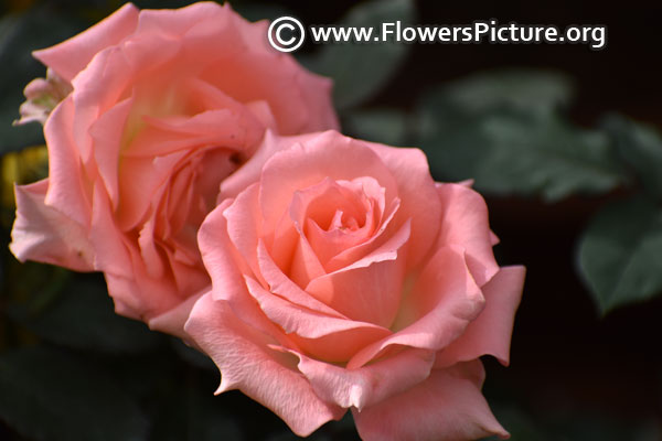 salmon-pink-rose