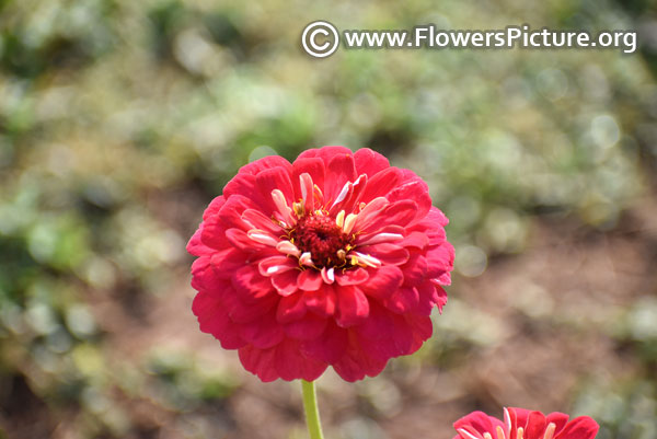 salmon-pink-zinnia