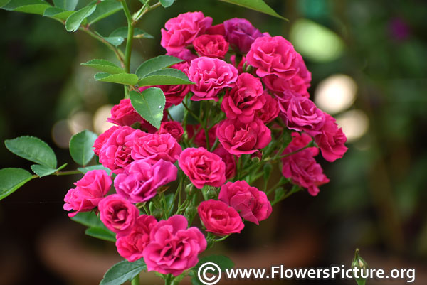 tiny pink rose