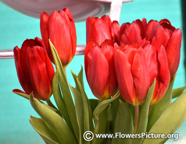 tulip red