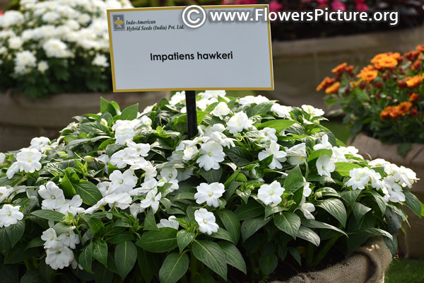 white impatiens hawkeri 