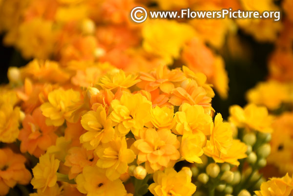 yellow kalanchoe flower 