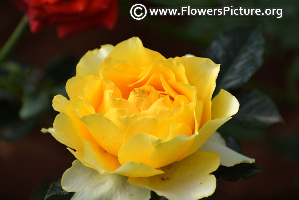 yellow rose