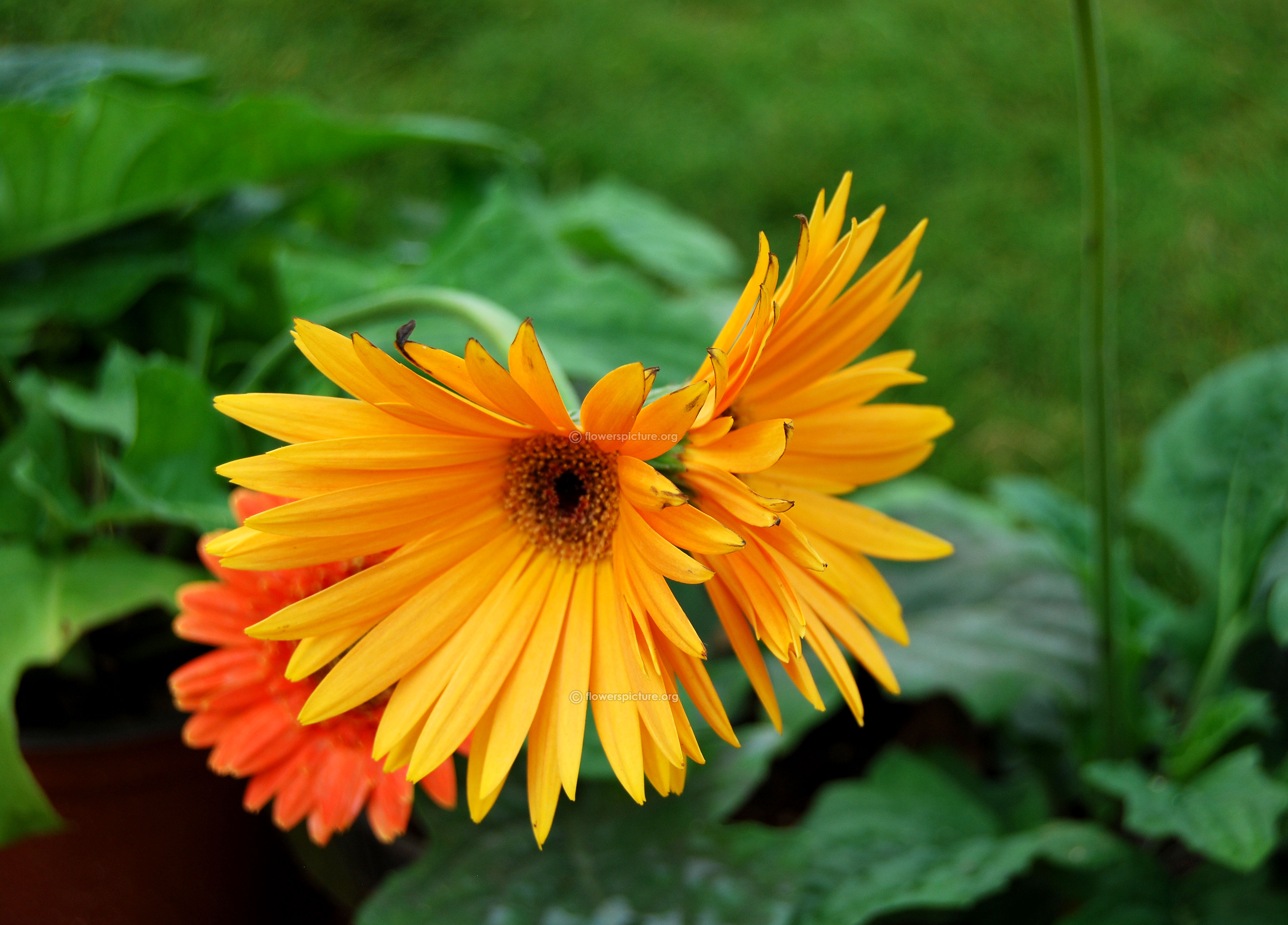 How do you pronounce gerbera daisy