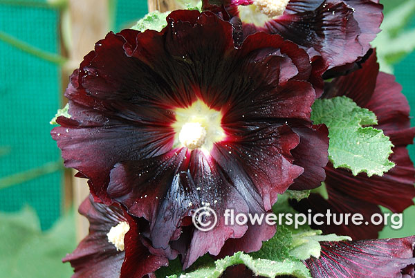 Alcea rosea nigra black hollyhock