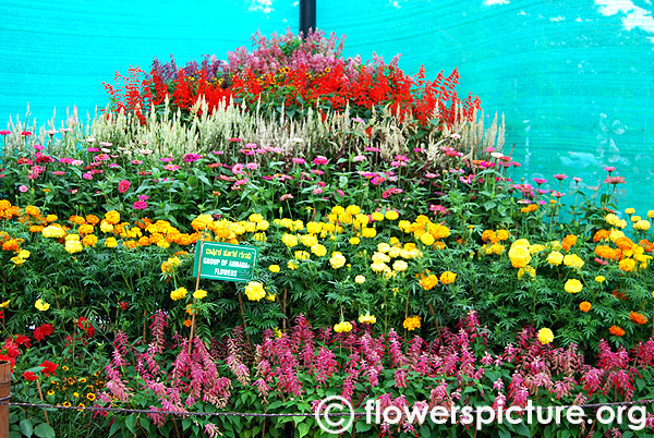 Annual flower mountain