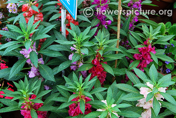 Balsam flower varieties