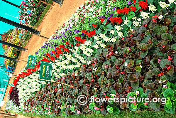 Begonia varieties