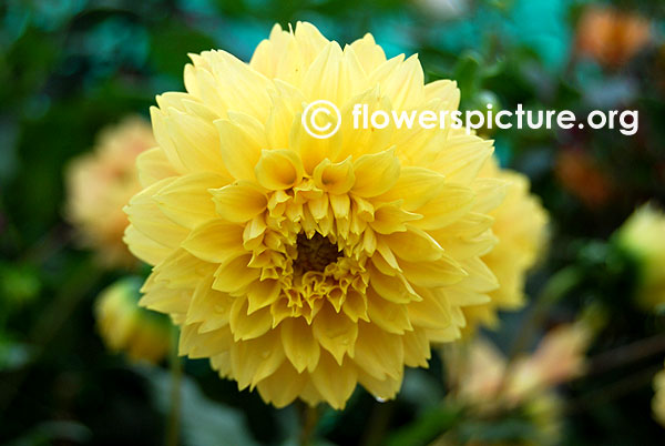 Bo de o dahlia