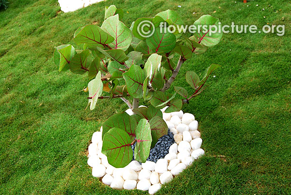 Bonsai tree lalbagh garden