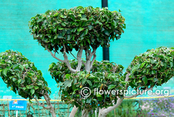 Bonsai tree