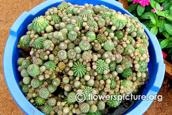 Cactus in containers