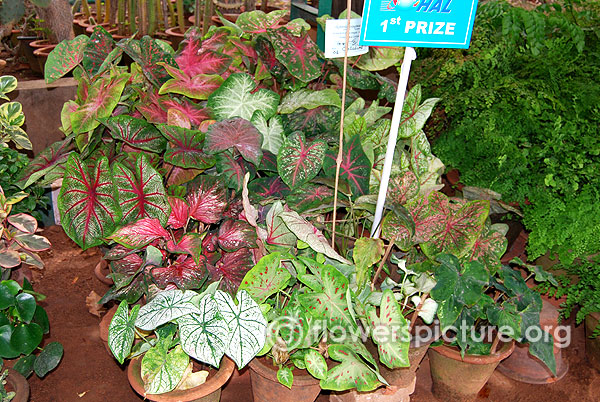 Caladiums