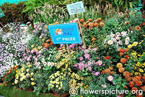 Chrysanthemum korean cascade varieties