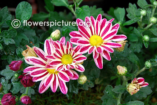 Chrysanthemum morifolium