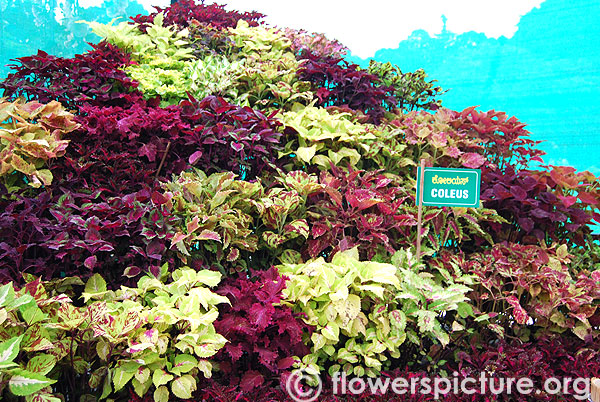 Coleus varieties