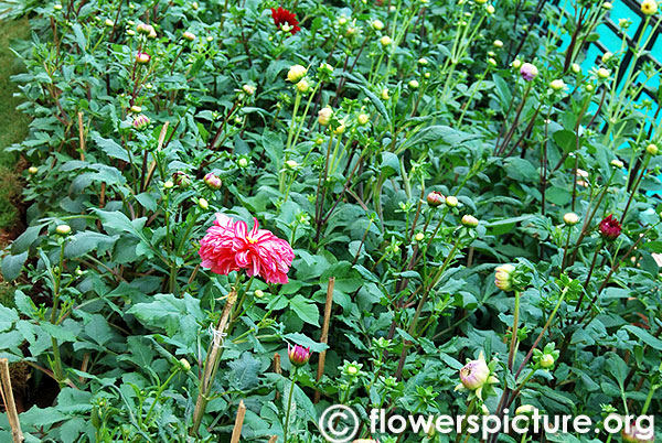 Dahlia buds