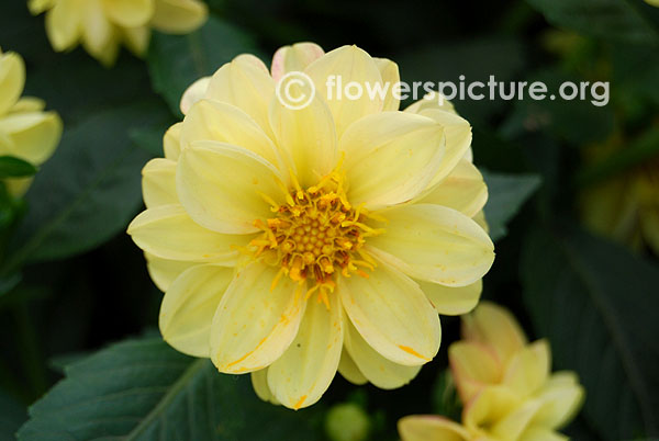 Dahlia rachel yellow