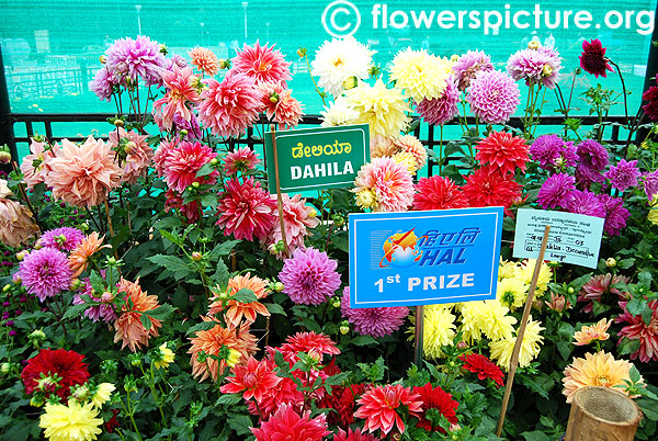 Dinner plate dahlia varieties