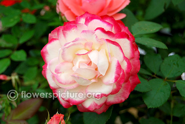 Double delight rose