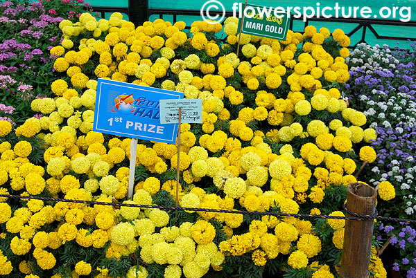 Dwarf marigold