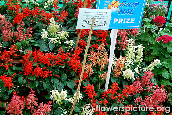 Dwarf salvia splendens types