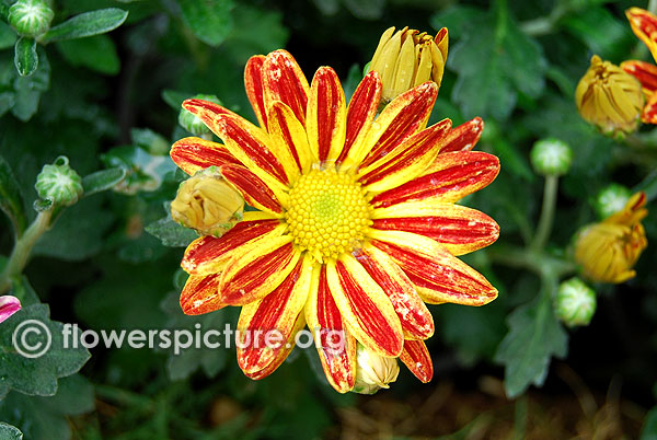 Florist's chrysanthemum