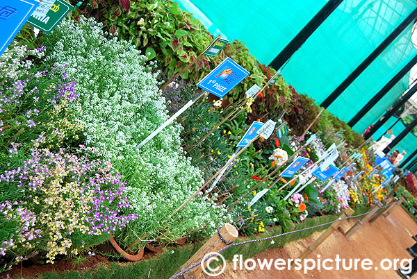 Flowers in pots