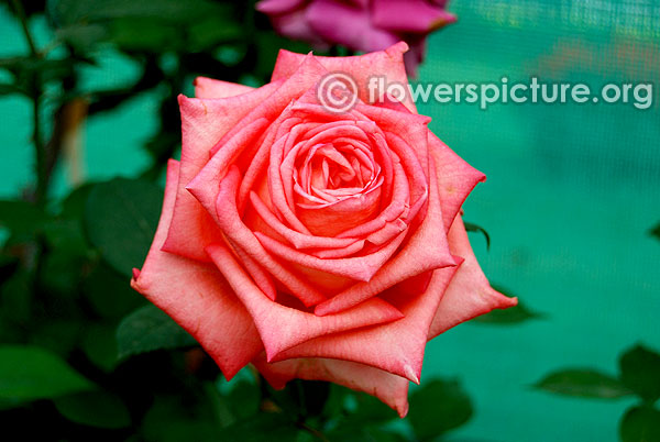 Fragrant cloud rose