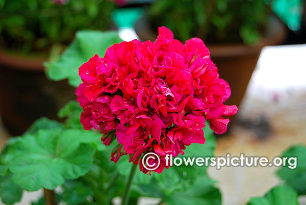 Geranium ivy