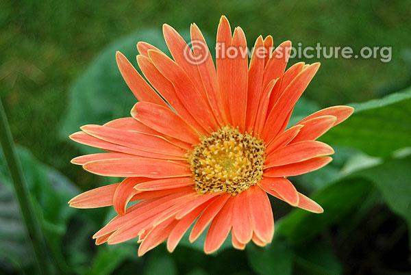 Gerbera apricot