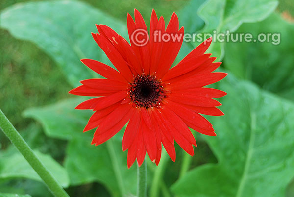 Gerbera aurantiaca